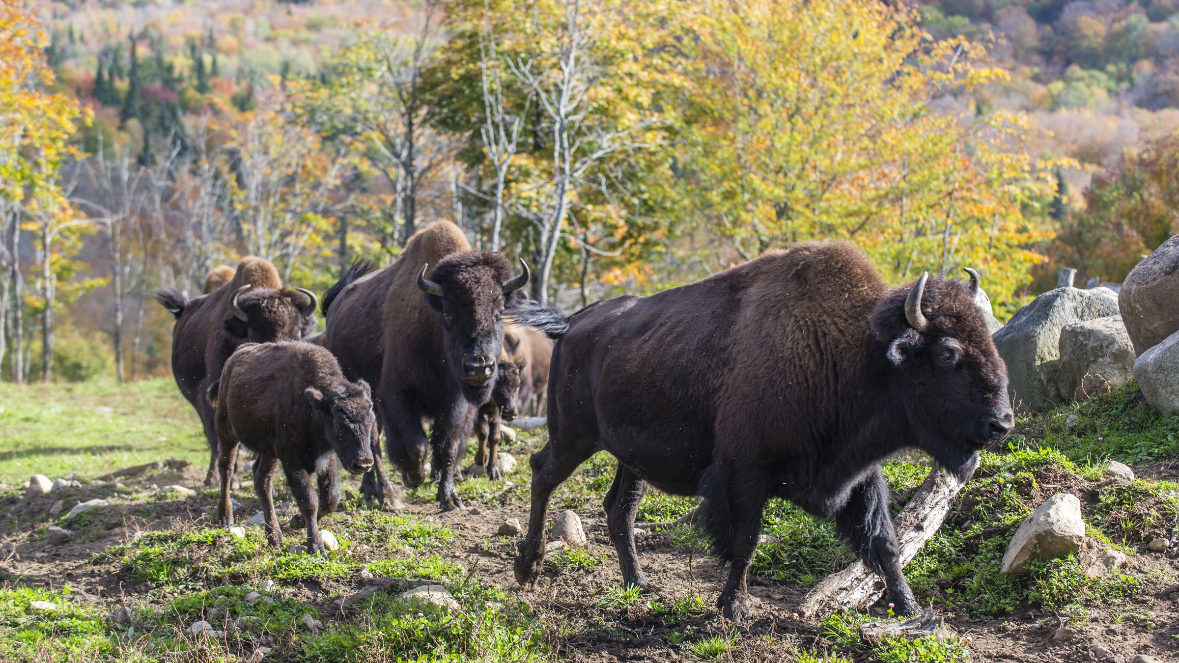 Visite guidée des bisons et des chiens de traîneau — photo 1