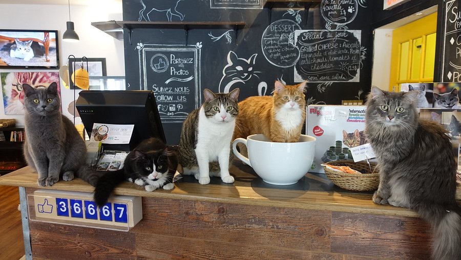 Café Chat L'Heureux — photo 1