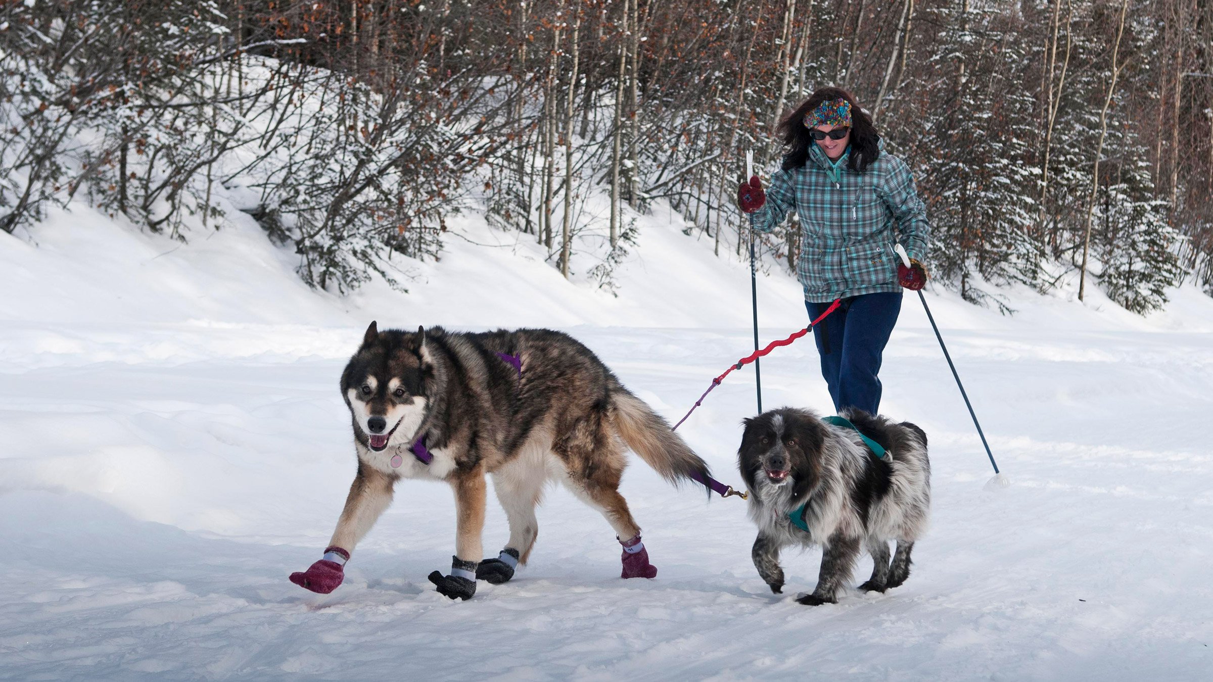 Cani-raquettes — photo 1