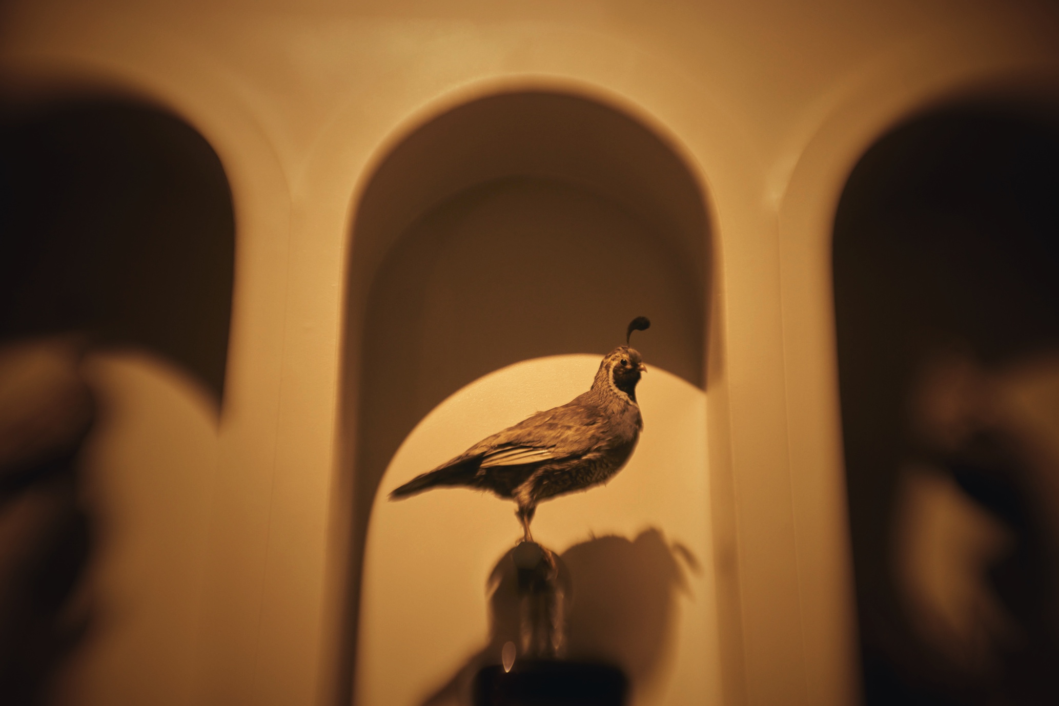 PiDGiN — photo 1