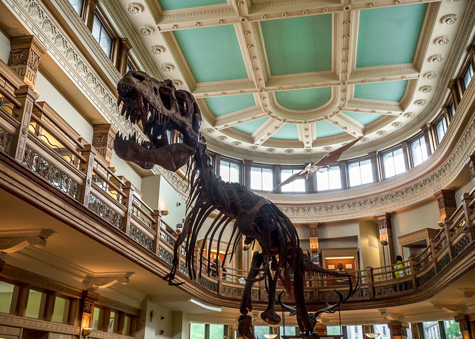 Redpath Museum — photo 1