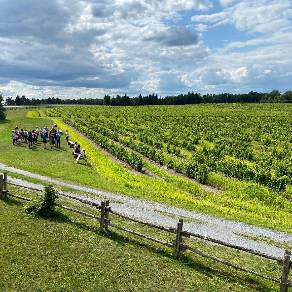 Vignoble de l'Orpailleur — photo 3